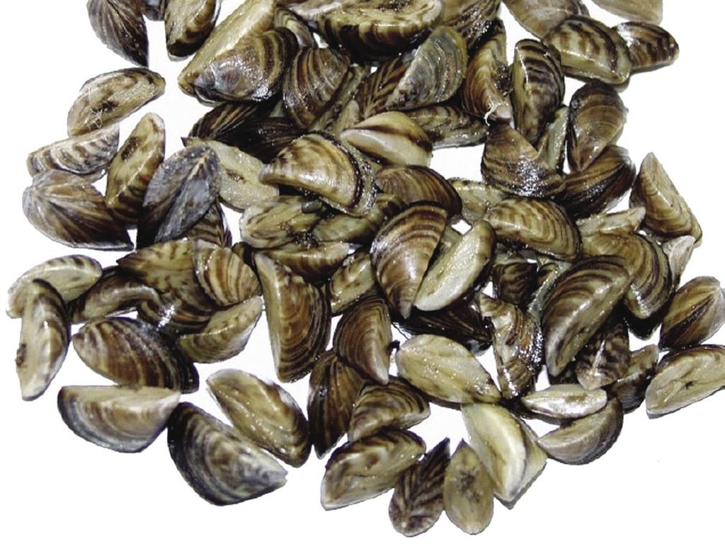 Zebra mussels Photo: U. S. Geological Survey Archives ZEBRA MUSSELS are thought to have invaded 1/3 of all freshwater aquatic environments in the United States.