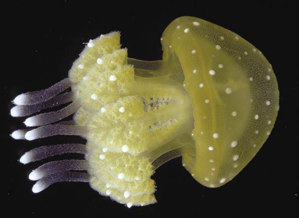 Invertebrates filter-feeding fish must compete with these jellies for the same food source.