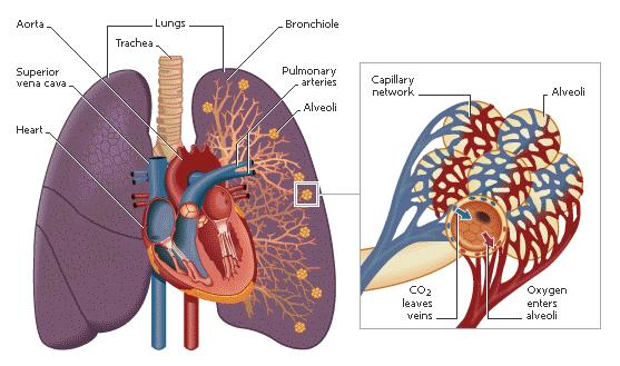 ! Our ventilation (respiratory) system and circulatory system function together to pick up O2 molecules in the inner lungs and transport that O2 to body cells deep in our tissues.