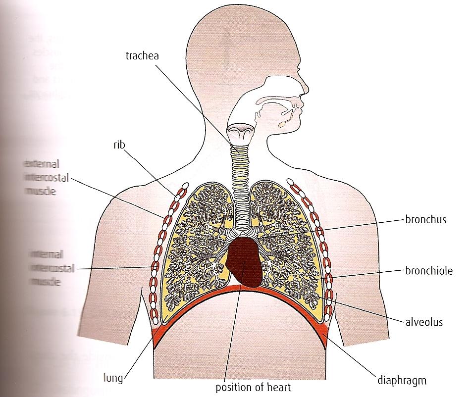 5/20/14! Anatomy of the Ventilation System! Pharynx: both air and food share this pathway! Epiglottis: flap of skin that separates the trachea and esophagus (air and food)!
