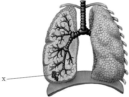 7. Which vessel carried deoxygenated blood?! A. The coronary artery! B. The pulmonary artery! C. The aorta! D. The pulmonary vein! 8.