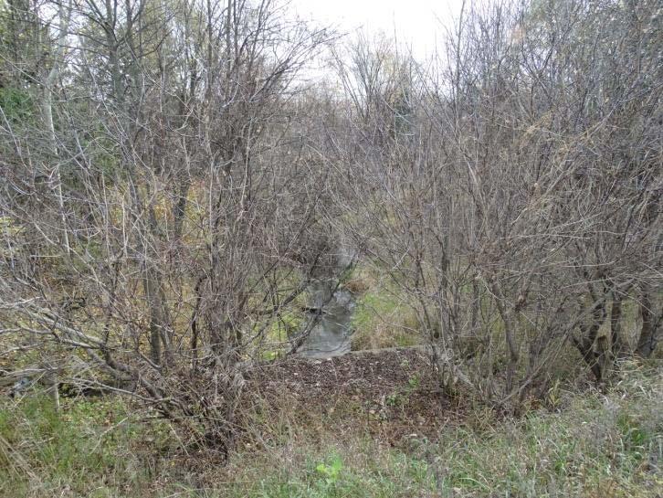 The Wilson Cowan Drain outlets to Mud Creek north of Bankfield Road (see treeline in