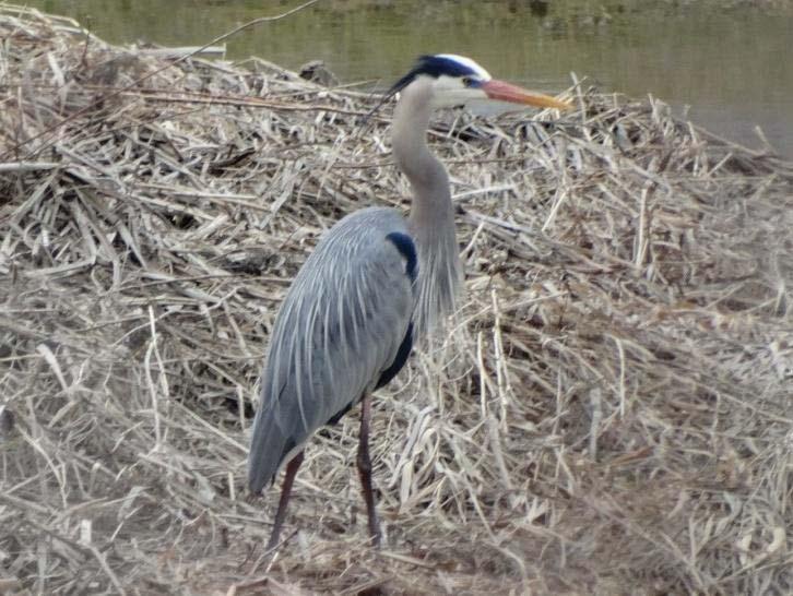 46 47 48 49 50 51 Wildlife Photo 46 shows a great blue heron in breeding plumage on April 8,
