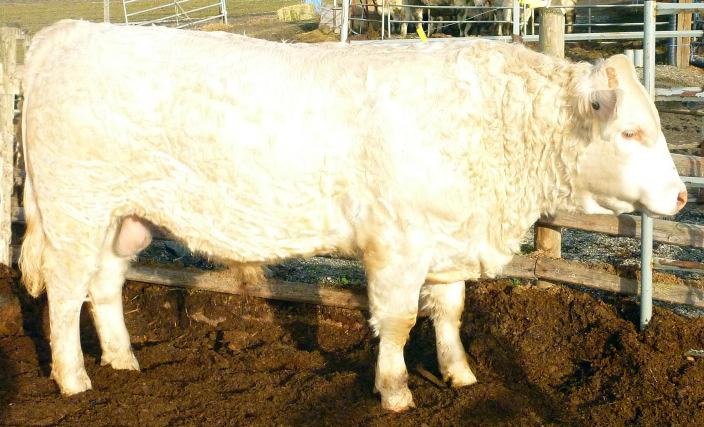 205 day WWT: 761 lbs Lot 21 RRTS DATE LINE 54W January 1, 2009 WCR Sir Tradition 066 M6 Grid Maker 104 Pet VCR Miss Mac IV 317 SVY Freedom