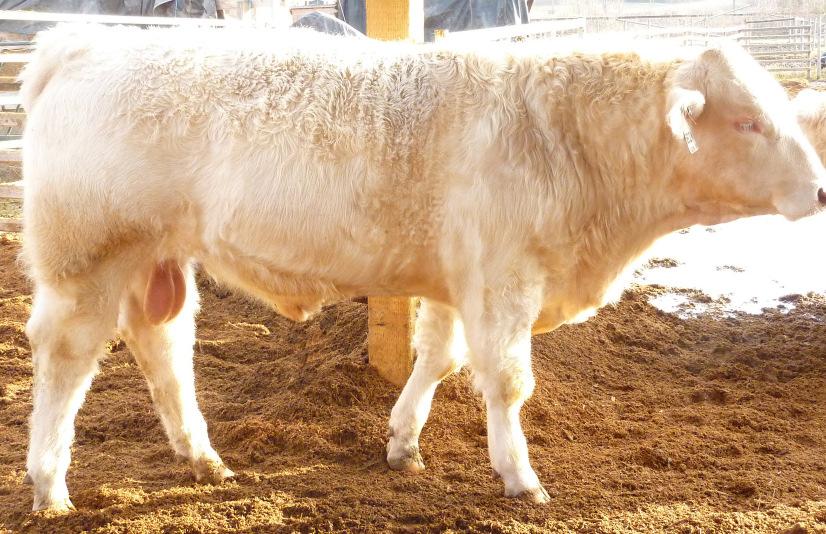 205 day WWT: 767 lbs Lot 29 RRTS STEEL 62W January 14, 2009 DBAR Survivor 220M SVY Ad Invincible P 748T Pleasant Dawn Pam 214J SVY Wide