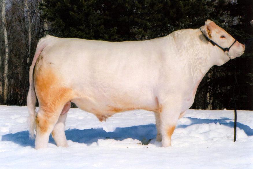 Charolais} or Ted Burke {Miane Creek Transport-cell 250-833-9022} should you be unable to attend the sale - we would be happy to help