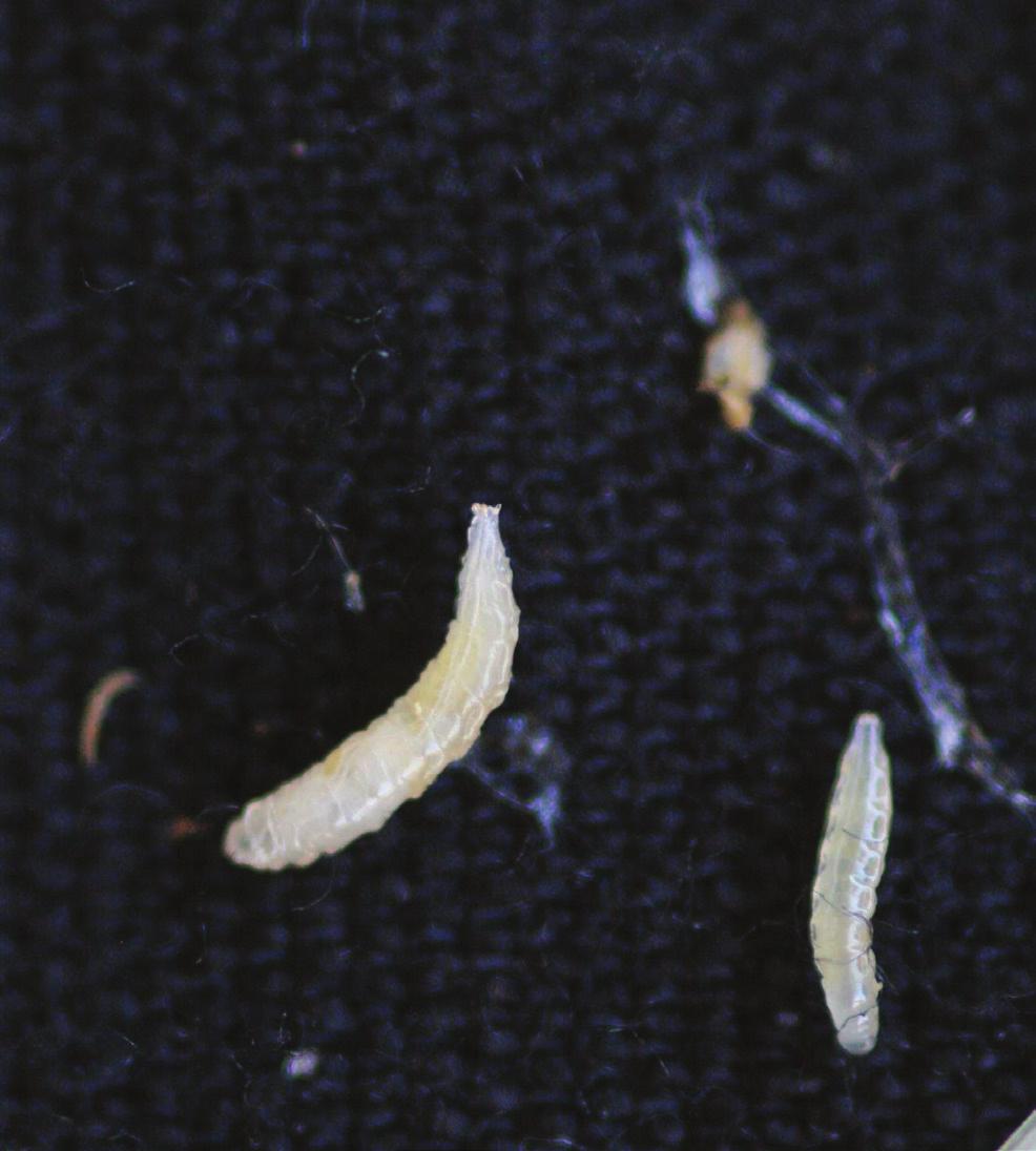 Distinguishing Cob Fly from Similar Corn Ear Pests Egg Dozens of cob fly eggs are deposited in the silks at tip of corn husks.