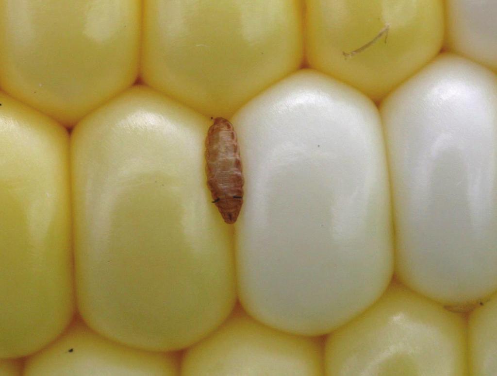 A cob fly pupa with head end upward in a sweet corn ear at harvest. Pupae are light brown, somewhat triangular in side profile, and ridged.