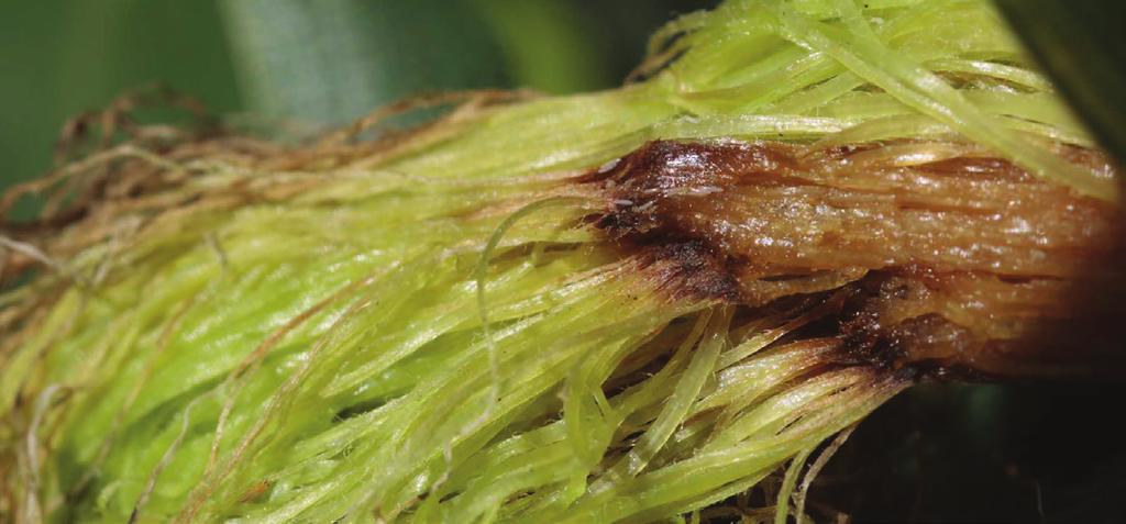 Figure 10. Silk damage at the tip of a phorid-infested ear. Figure 11. An ear with extensive cob fly larval damage to the silks, kernels and cob. Larvae have exited the ear to complete development.