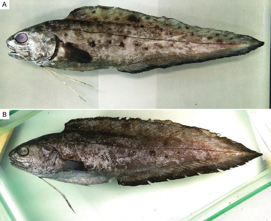 74 Mizuki Matsunuma et al. Fig. 1. Fresh specimens of Spottobrotula mahodadi from the Andaman Sea. A, THNHM-F 13331, 26