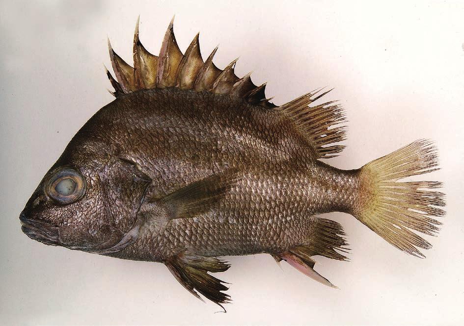 78 Mizuki Matsunuma et al. Fig. 3. Fresh specimen of Hapalogenys bengalensis from the Andaman Sea. KAUM I. 33393, 122.8 mm SL. Fig. 4. Fresh specimen of Hapalogenys merguiensis from the Andaman Sea.