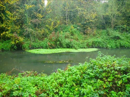 Photo 3. An established bed of floating penny wort in a sheltered margin with access to plenty of direct sunlight.
