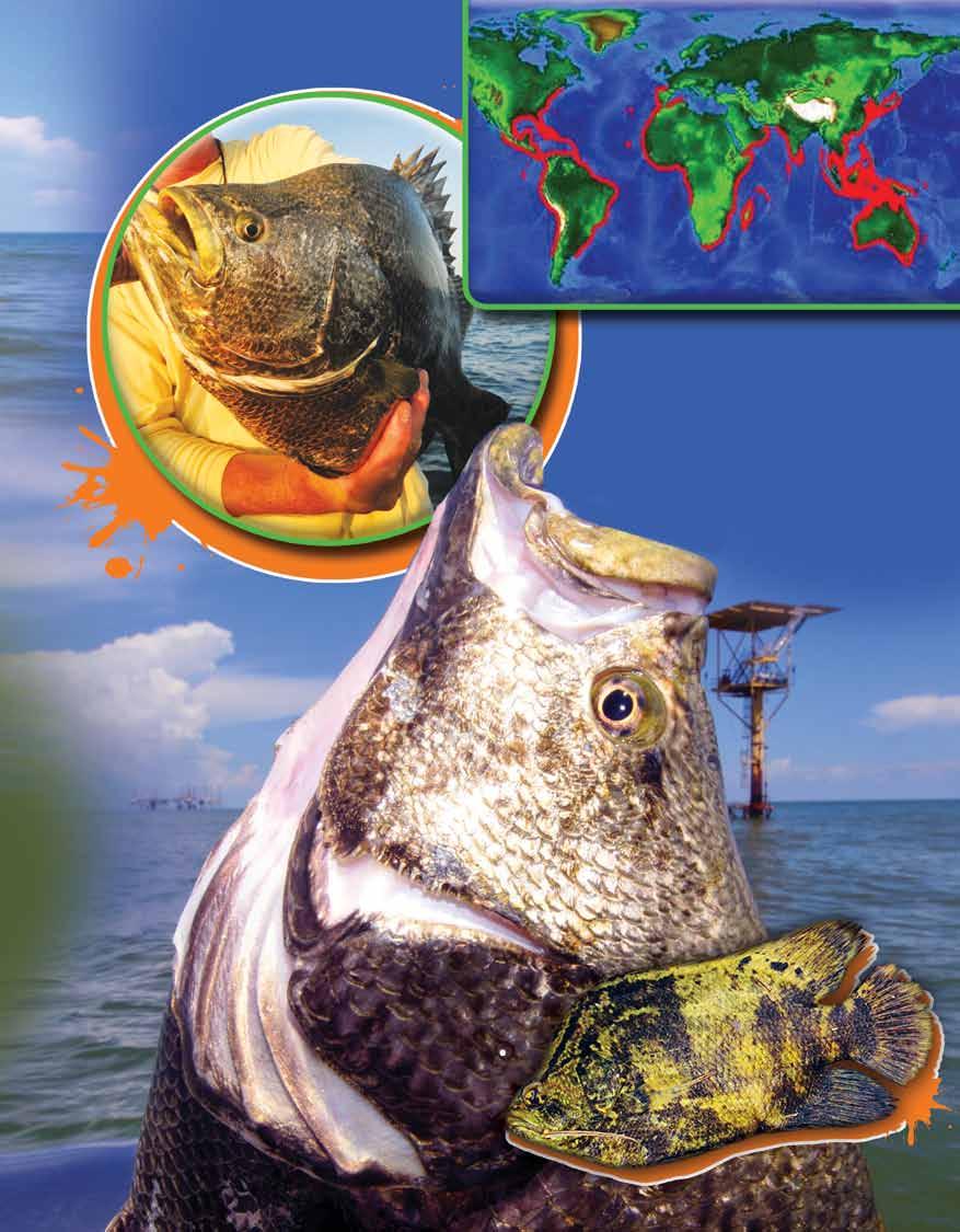 Tripletail are found in several