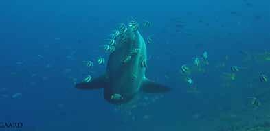 BALI SUNFISH & MARINE PARK (2 DAYS) This specialty consists of a half day of theory looking at the different species of sunfish and more specifically at the sunfish that we find here in Bali during