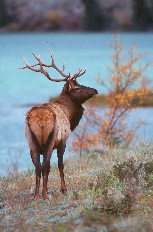 Alberta 9 Elk, 1 Moose in