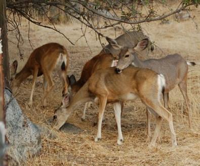 Research findings Transmission Direct contact with infected deer Contact with contaminated