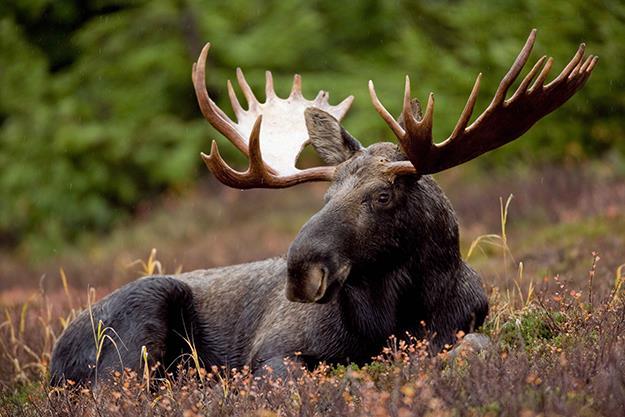 and Moose in Norway We