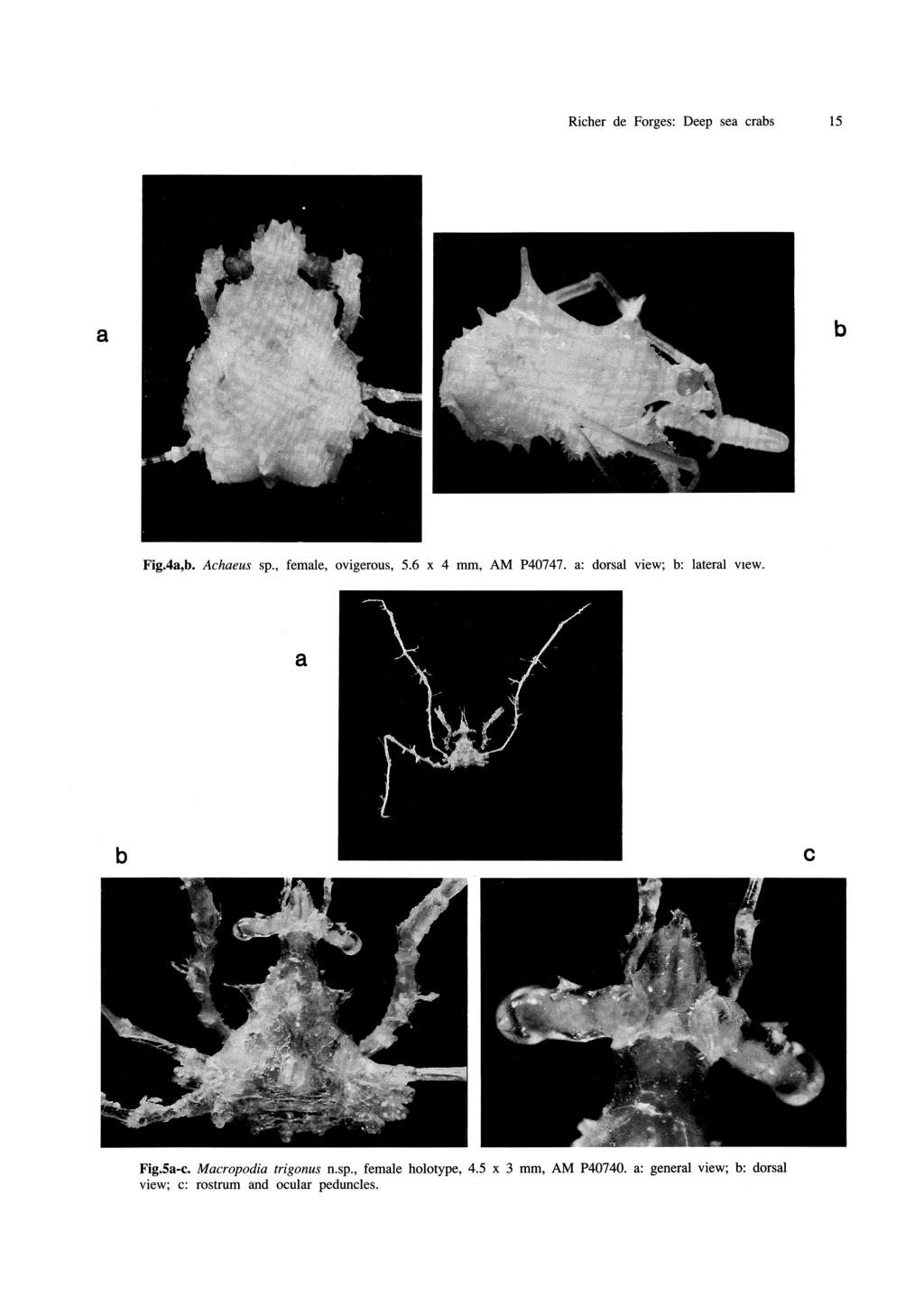 Richer de Forges: Deep sea crabs 15 a b Fig.4a,b. Achaeus sp., female, ovigerous, 5.6 x 4 mm, AM P40747. a: dorsal view; b: lateral VIew.
