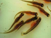 Fry Emerge from redd late winter Swim & feed in stream Must take refuge from current & predators Parr