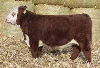 2136M HH MS ADVANCE 8037H RRH MR FELT 3008 KCF MISS 459 F284 RHF IGT VICTOR 103T MH 103T RIVA 15 MH T205 RIVA G1 This dark red DiMaggio has the maternal traits needed to make outstanding females