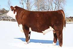 Reference SIRES JDH VICTOR 719T 33Z ET BW 0.