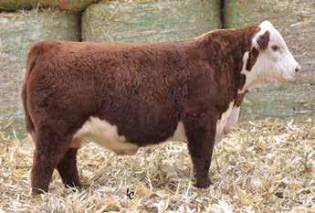 Birth Weight (BW) BW ED is an indicator trait for calving ease and is measured in pounds. For example, if sire A has a BW ED of 3.6 and sire B has a BW ED of 0.