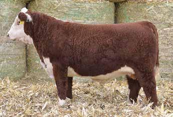 CASSIE 206 HH ADVANCE 3196N HH MISS ADVANCE 2111 M CIRCLE-D WRANGLER 832W NJW FROSTY 1Y SHF INTERSTATE 20X D03 KJ 2410 VIOLET 392F This erfect Timing son certainly has a pedigree littered with great