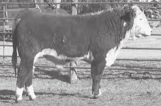 Twin. Horned. Long bodied, straight topped bull with yellow curly hair. Well balanced numbers. Act. BW 70 lbs.