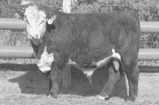 LASS V402 Polled. Dark red, moderate framed, big top bull with balanced. Big. Act. BW 84 lbs.