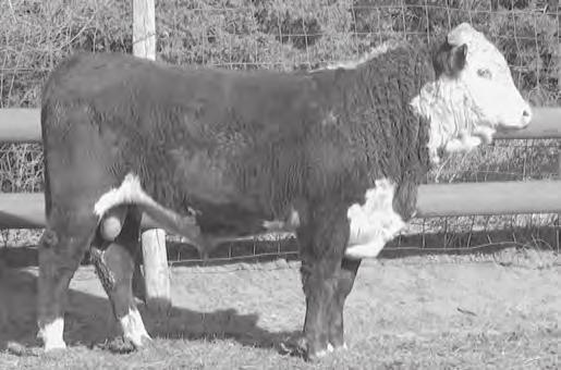 LASS T052 Horned with red eyes. Big stout bull with a thick top. Excellent. Act. BW 91 lbs.