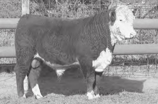 LASS T482 ET {DLF,HYF,IEF} OXH ROXI 3135 ET. Polled. Big, stout bull that is deep ribbed and has good hair. Act. BW 87 lbs.