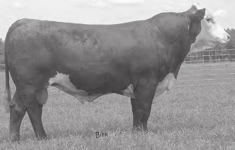 birth weight sire. His first daughters calved this fall. They are moderate framed and easy fleshing with excellent udders.
