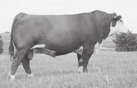 ve ever owned. One of the easiest fleshing bulls we ve ever used. Very consistent. Daughters look fabulous. Nine outstanding sons sell. Owned with Upstream Ranch.