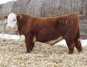 - 552 represents our only offering from herd-sire 3903 who is a full brother to the 2015 SD State fair Champion Bull and 2014 American Royal Calf-Champion for Reppening s.