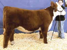 00 CHB $27 Sleepy Hollow Blacktop About Time 3903 - Sire of Lot 25, full brother to Blacktop Rolex who was the 2015 SD State Fair Champion Bull and 2014 American Royal Calf Champion 3/4 sister to Lot