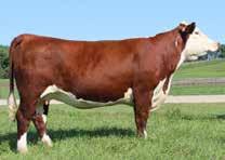 15R - 18C is an excellent herd bull for any program. His dam is currently a donor dam for Delaney Herefords where his full brother sold for $8750 on their annual sale in January.