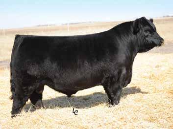 Commercial Heifer Offering The I-29 Bull Run is pleased to offer the following groups of commercial breeding heifers from customers previous to this sale.