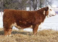 Lot 37 - Sired by Churchill Red Bull 200Z From Section