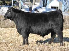 263C G A R EVAS EXT 1525 S S OBJECTIVE T510 0T26 QUAKER HILL QUEEN 1L4 DANDY ACRES FAME G15 D A QUAVIDES DIVA K176 DANDY ACRES QUAVIDE K634 - This Bull does a lot of things well, he has the making of