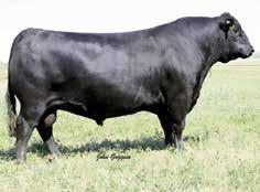 - His dam is as big ribbed as you can make one! Maternal brother was a crowd favorite in last year s sale, and sold to Goddard Ranch. CED 4 BW 1.7 WW 60 YW 105 MILK 29 $EN -19.61 CW 31 MARB 0.43 RE 0.