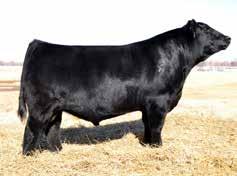 45 EXAR Counsel 1016B - Sire of Lot 20 Popular maternal brother to Lot 20 from last year s sale - purchased by Goddard Ranch Connealy Consensus 7229 - Sire of Lots 21 & 22 21 Bull AAA #18255145 DOB: