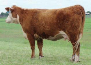 02 $23 Polled bull calf.