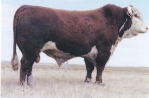 21 $26 What a promising future there is ahead for this super 3027 daughter. Her dam is our donor cow, 0228, the dam of Lot 4 herd bull, 6052S. The powerhouse Lot 150 bred heifer is her full sister.