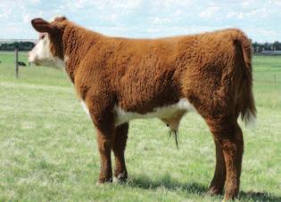 advance 8412 5.0 54 84 25 52 1.0 0.50 0.25 $30 Powerful KO daughter that was in our 2009 Denver string. 8012 is super correct, perfectly marked, powerfully thick and has a heavy milk flow.