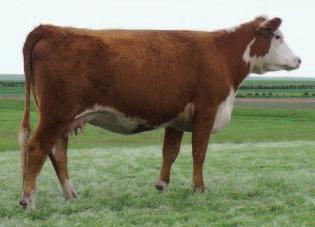 Pasture exposed from July 1 to August 5 to Tailor Made. Lot 90 90A sentinel 009x #43110758 k&b knockout lady 8012u BD: 2/23/10 BW 82 1.8 51 81 29 54 1.0 0.49 0.