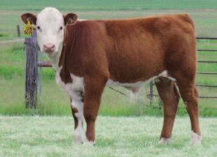 sod, chb k&b bonnie lass 5236 1.6 48 72 23 47 0.9 0.31 0.31 $29 8014 is a beautiful profiled 5162 two year old with an excellent udder. Her dam is a full sister to the good Lot 77 cow.