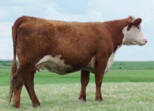 28 $28 8019 is long, clean in her lines with good depth of rib, nice udder and milk flow. Nursing a 3027 heifer calf you won t want to miss! AI on June 6 to Tailor Made 9017W ET.