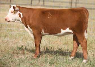 SIRE GROUP: H WCC/WB 668 WYARNO 9500 ET Dam of Lots 29, 30, 31 and 32 Lot 29 H Bethany 2311 ET Lot 30 H Bliss 2322 ET Lot 31 H Bailey 2324 ET 29 30 31 H BETHANY 2311 ET 43295370 Calved: March 8, 2012