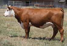 010 0.45 0.20 20 15 16 32 Long and attractive very green but has some great parts. The cow families on both sides offer some great strengths. Her dam was the high selling lot at the K & B dispersion.