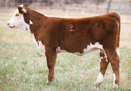 SIRE GROUP: H WCC/WB 668 WYARNO 9500 ET Lot 32 H Blaire 2332 ET 32 H BLAIRE 2332 ET P43295390 Calved: March 12, 2012 Tattoo: BE 2332 TH JWR SOP 16G 57G TUNDRA 63N {CHB}{DLF,HYF,IEF} RU 20X BOULDER